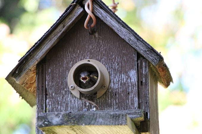 Mantenga los nidos de gorriones domésticos fuera de las cajas de pájaros azules