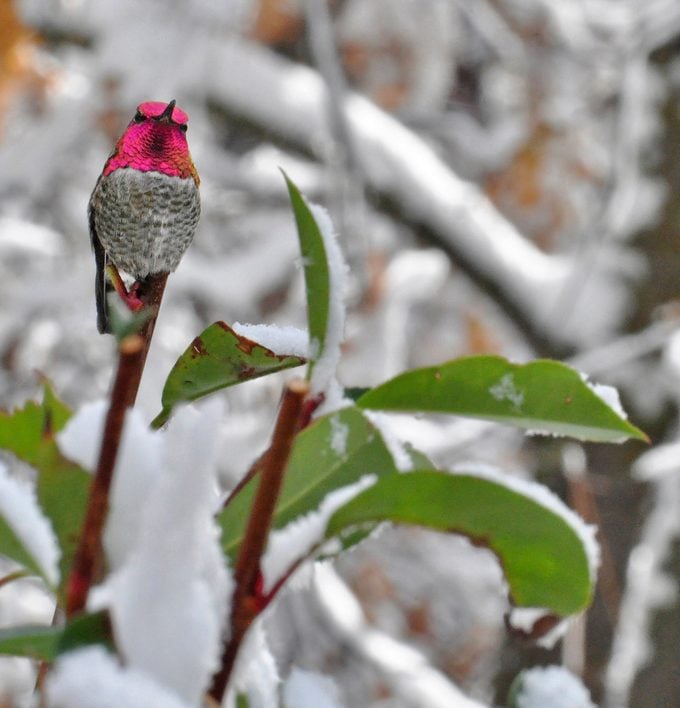 12 Mitos y realidades sobre las aves invernales: ¿Se enfrían las aves?