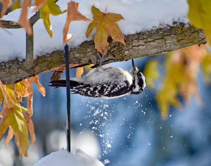 12 Mitos y realidades sobre las aves invernales: ¿Se enfrían las aves?
