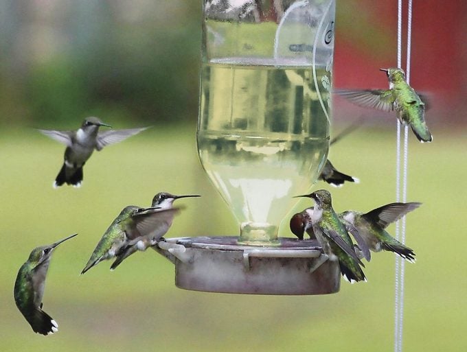 ¿Cómo encuentran los comederos los colibríes?