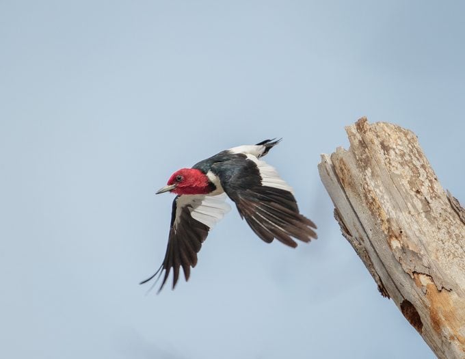 Carpintero de cabeza roja vs pájaro carpintero de vientre rojo - Aves y flores