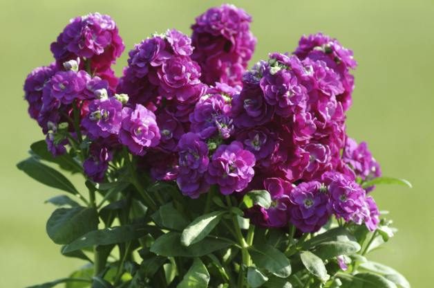 Las 10 mejores flores aromáticas | Jardinería de flores