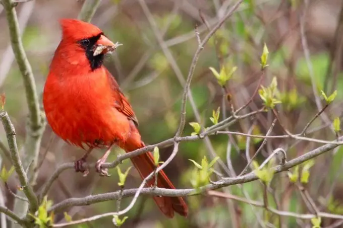Todo sobre un nido cardenal y hábitos de anidación