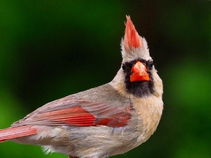 ¿Por qué un cardenal levanta su cresta?