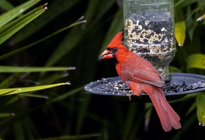 ¿Por qué un cardenal levanta su cresta?