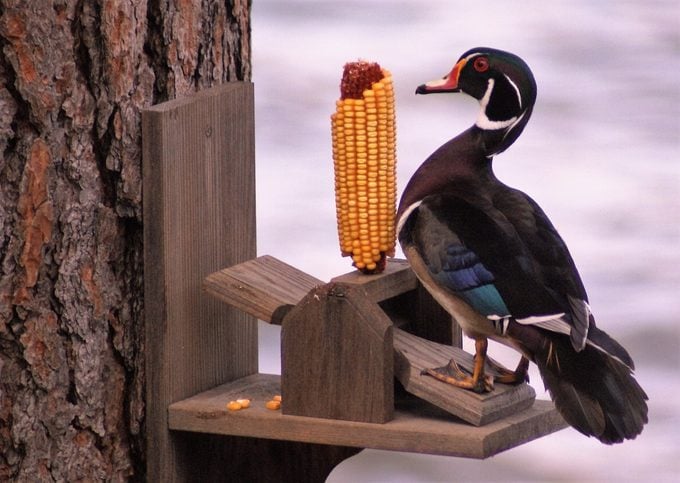 La forma correcta de servir maíz partido para pájaros