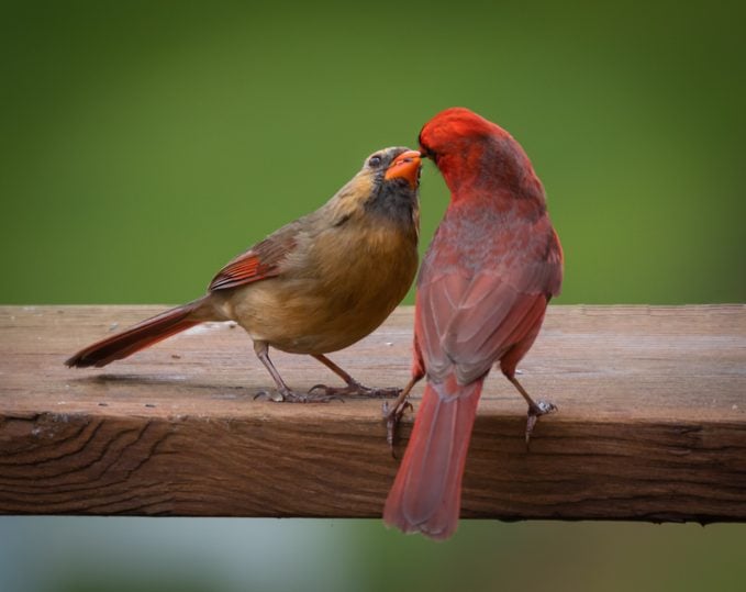 No dejes que una cardenal pase desapercibida