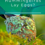 ¿Cuándo ponen huevos los colibríes? ¡Además, otros datos sobre el ciclo de vida!