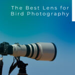 El Mejor Lente para Fotografía de Aves: 6 Excelentes Opciones
