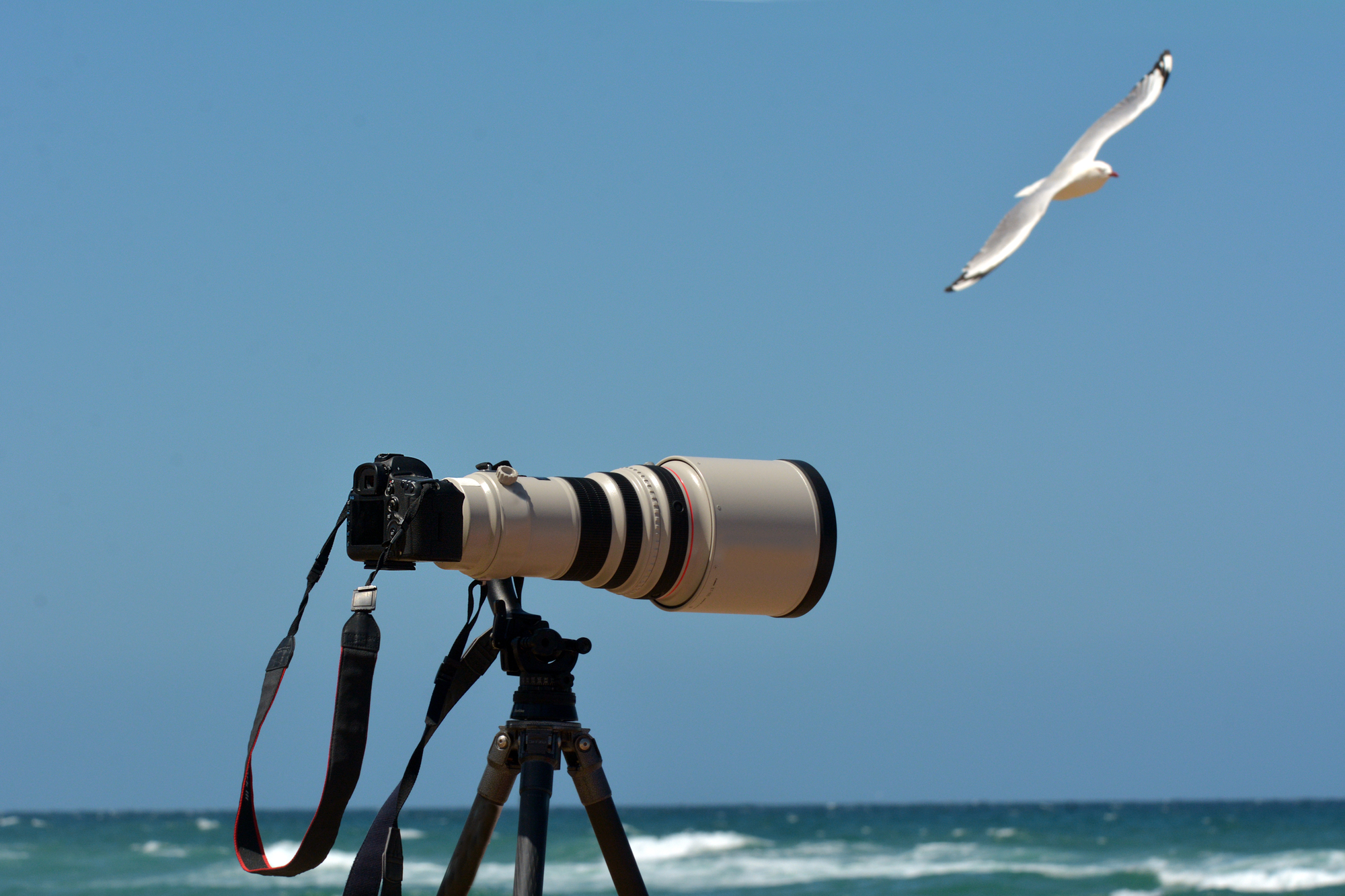 El Mejor Lente para Fotografía de Aves: 6 Excelentes Opciones