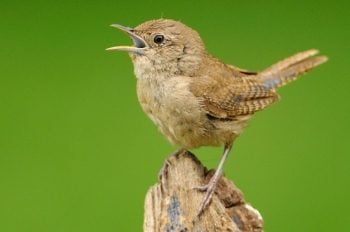 Comportamiento de apareamiento de aves: ¿Quién es el jefe?