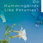 ¿A los colibríes les gustan las petunias? ¿Deberías plantarlos?