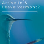 ¿Cuándo llegan y salen los colibríes de Vermont?
