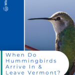 ¿Cuándo llegan y salen los colibríes de Vermont?