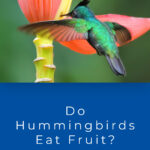 ¿Los colibríes comen fruta? ¡Qué tipo y cuánto!