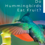 ¿Los colibríes comen fruta? ¡Qué tipo y cuánto!