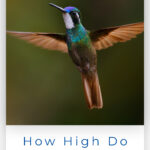¿Qué tan alto vuelan los colibríes? Algunos datos sobre vuelos elevados