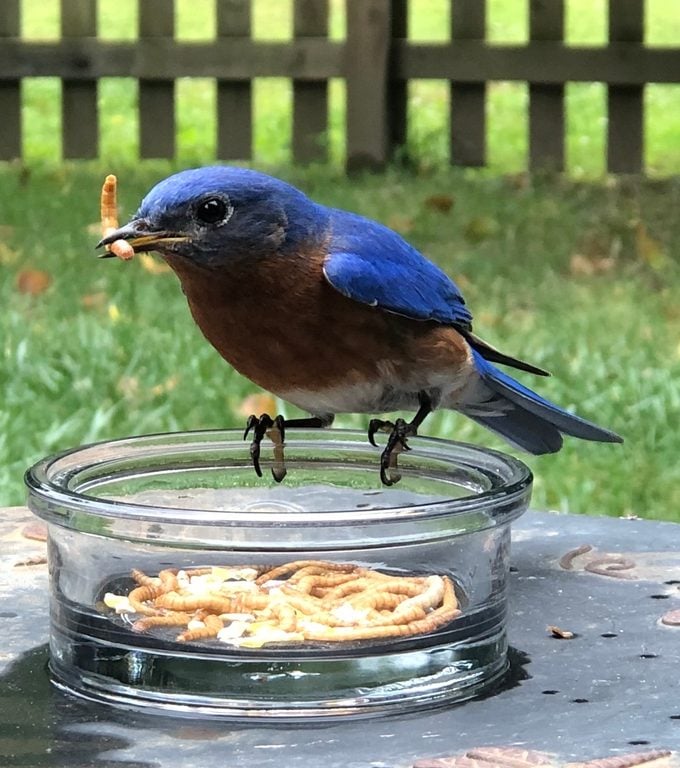 Cómo atraer pájaros azules: consejos y preguntas frecuentes