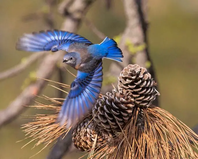 Cómo identificar un pájaro azul occidental