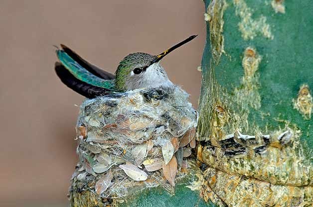 Esta observadora de aves encontró un nido de colibrí y lo que hizo a continuación te calentará el corazón