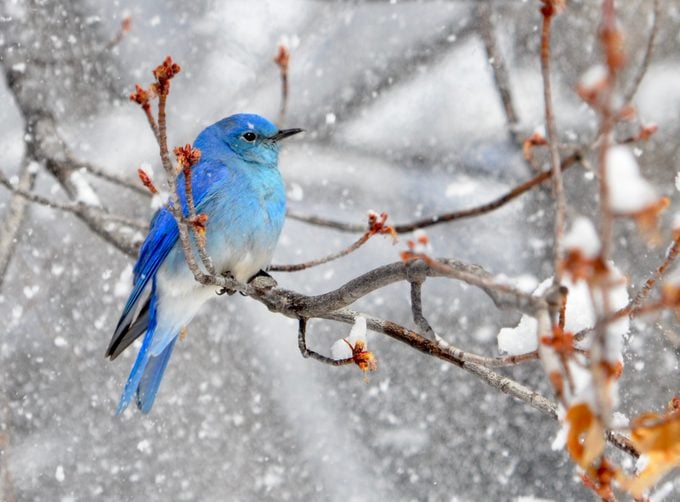 Cómo identificar un pájaro azul de montaña