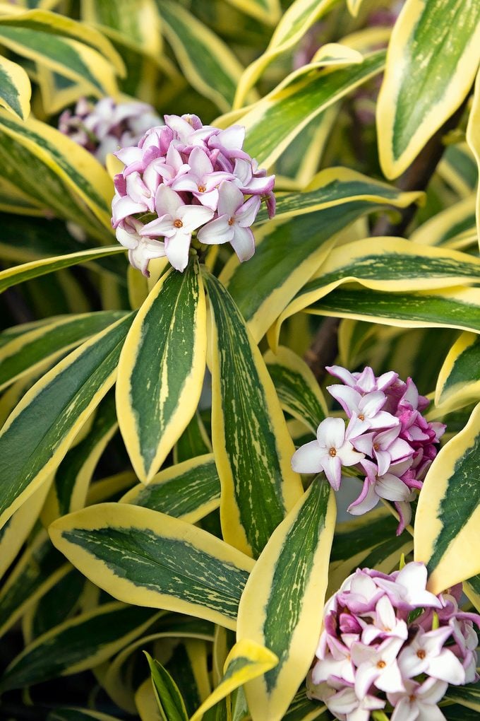 Cultive arbustos Daphne de invierno para obtener flores tempranas y fragantes