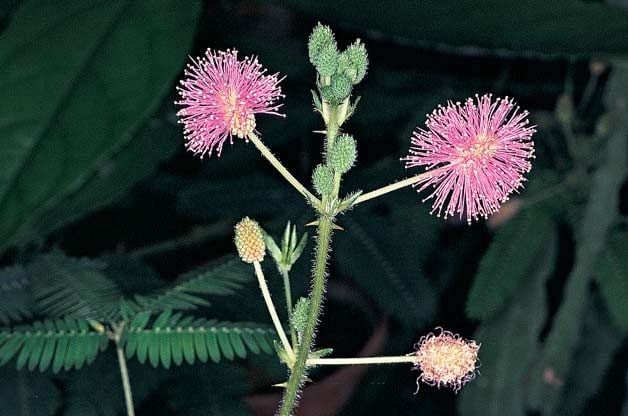 Las 10 plantas más extrañas, inusuales y raras