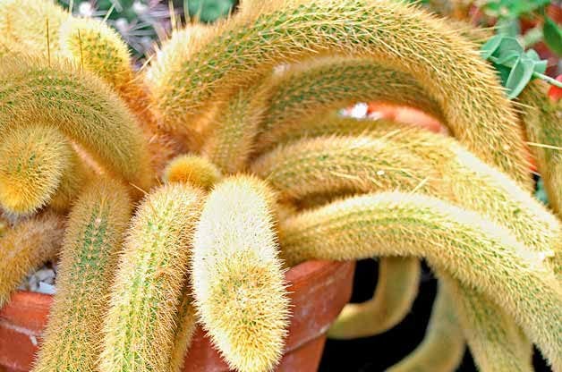 Las 10 plantas más extrañas, inusuales y raras