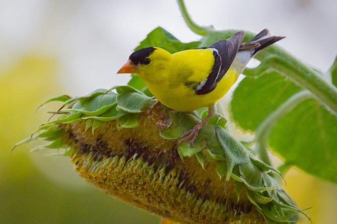 Las 12 aves más lindas de América