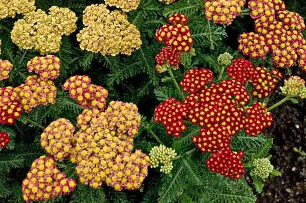Las 15 mejores plantas tolerantes a la sequía que pueden manejar el clima seco