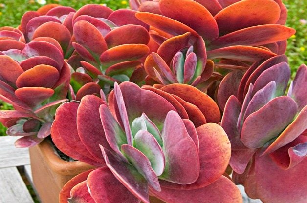 Las 10 suculentas más coloridas que deberías cultivar