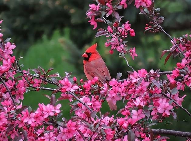 Las 51 mejores fotos de aves primaverales de la historia