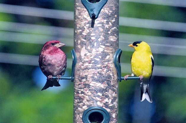 Las 51 mejores fotos de aves primaverales de la historia