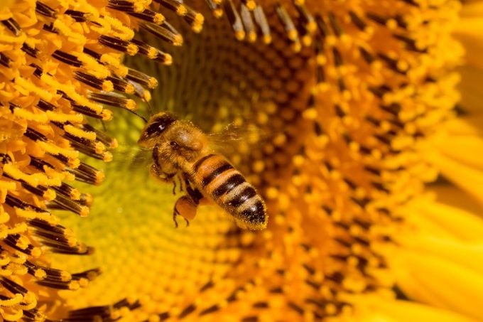 7 datos dulces sobre las abejas