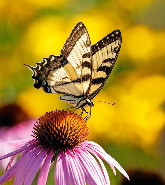 Cómo ayudar a las abejas y polinizadores en 10 maneras fáciles