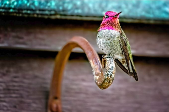 14 consejos probados para la fotografía de colibríes