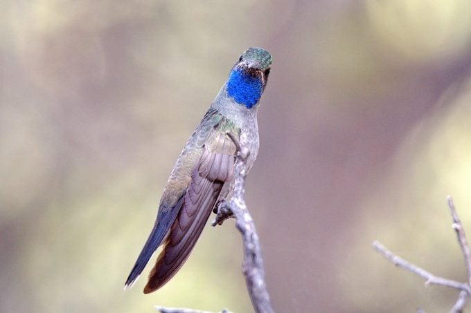 ¿Cuánto pesa un colibrí?