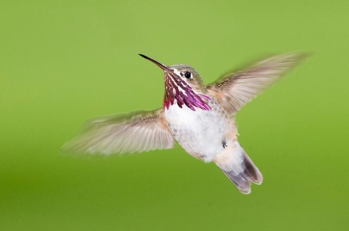 4 colibríes que podrías ver en Colorado