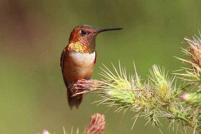 12 datos interesantes sobre la polilla colibrí