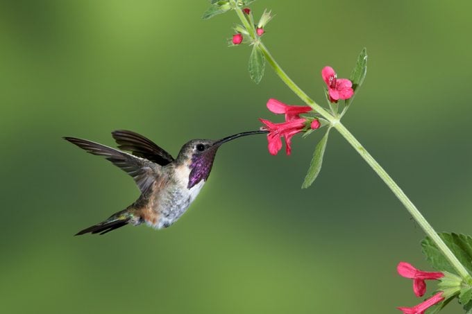 Los mejores sitios para ver colibríes de Arizona