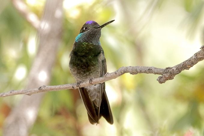 Conoce al colibrí de Rivoli el Magnífico