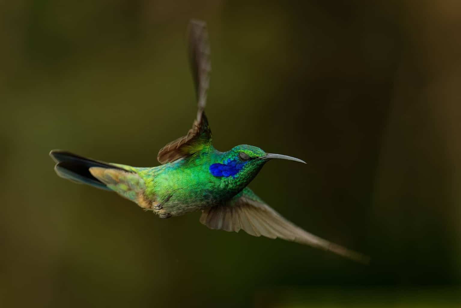 8 especies de pájaros diminutos para detectar