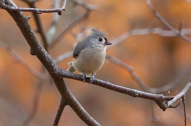 15 pájaros comunes de traspatio que debes conocer