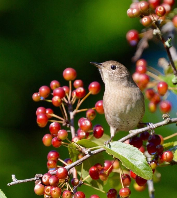 31 fotos de pájaros otoñales que tienes que ver