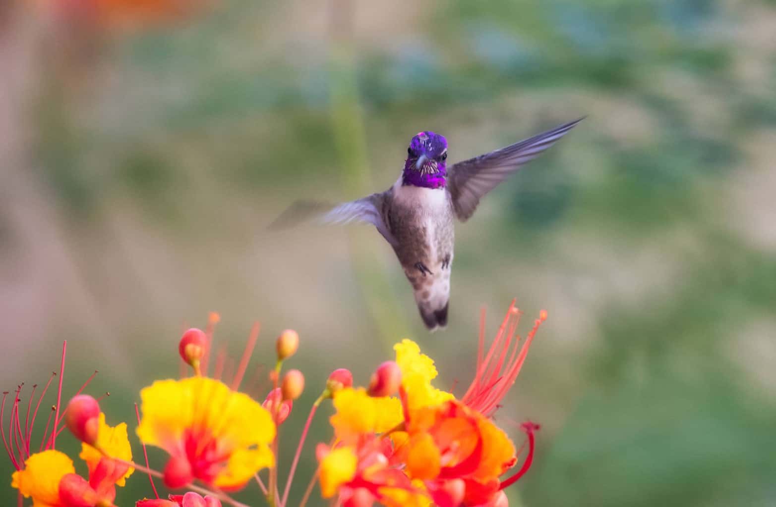 10 hermosas especies de pájaros diminutos para buscar