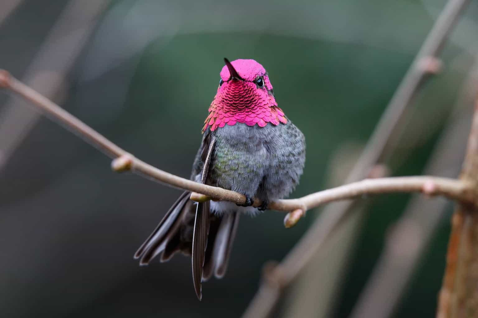 10 hermosas especies de pájaros diminutos para buscar