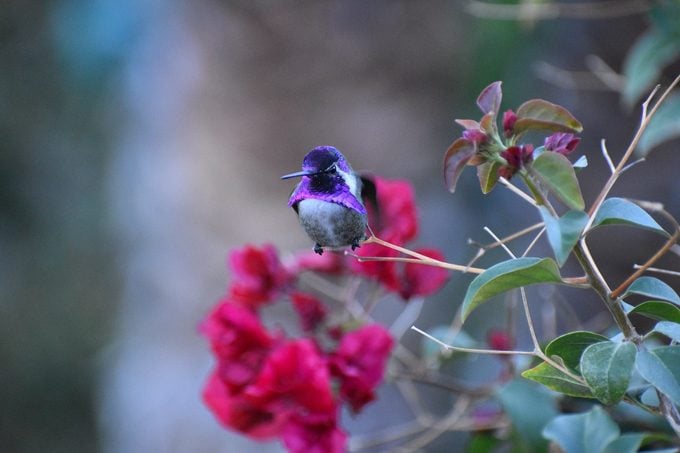 Cómo identificar un colibrí de Costa