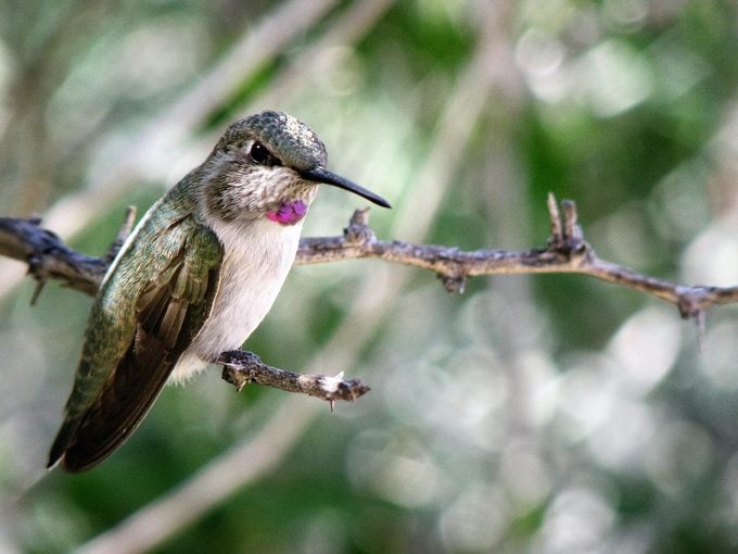 Cómo identificar un colibrí de Costa