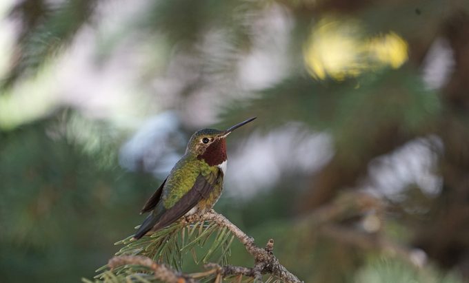 4 colibríes que podrías ver en Colorado