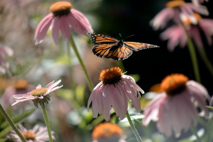 11 datos fascinantes sobre la mariposa monarca